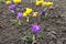 Numerous purple and yellow flowers of crocuses