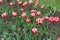 Numerous red and white bicolor flowers of tulips