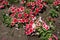 Numerous red and white flowers of petunias