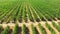 Numerous Rows Of Apple Trees Growing In Large