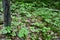 Numerous saplings rising up from forest floor along hiking trail at Algonquin Park