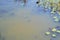 Numerous water beetles along water surface along hiking trail at Presqu\\\'ile