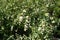 Numerous white berries in the leafage of Symphoricarpos albus