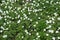 Numerous white flowers of anemone sylvestris