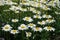 Numerous white flowers of Leucanthemum vulgare