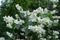 Numerous white flowers of mock orange