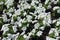 Numerous white flowers of petunias in June