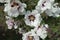 Numerous white flowers of purple-leaved tree peony in May