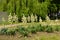 Numerous white flowers of Yucca filamentosa