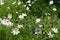 Numerous white and pink flower heads of cosmos in July