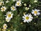 Numerous white sunflowers or camomille are seen in a lush green field like background