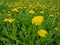 Numerous yellow dandelions blossom on the green field at spring time. Flowers background.