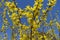 Numerous yellow flowers on branches of forsythia against blue sky