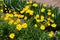 Numerous yellow flowers of Coreopsis lanceolata