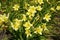 Numerous yellow flowers of Hemerocallis fulva