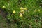 Numerous yellow flowers of Oenothera macrocarpa