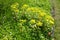 Numerous yellow flowers of Sedum kamtschaticum