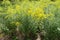 Numerous yellow flowers of Solidago canadensis