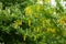 Numerous yellow racemes of Laburnum anagyroides