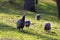 Numida meleagris - beautiful young herd of domestic guinea fowls grazing on a green field