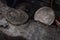 Numismatics. Old collectible coins on the table