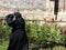 Nun in a monastery of the Bucovina in Romania.