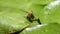 Nuphar Lutea or yellow water lilies with wasp landing and drinking water droplets