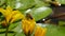 Nuphar Lutea or yellow water lilies with wasp landing and splashing water droplets