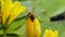 Nuphar Lutea or yellow water lilies with wasp landing and splashing water droplets