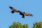 Nuptial flight of black kites in the sky over the Rhone River