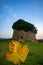 a nuraghe with a tree inside, Ghilarza