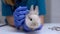 Nurse cleaning rabbit ear with cotton swab, routine pet care, hygienic procedure