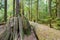 Nurse log supporting a new tree in the Snoqualmie Mount Baker National Forest