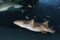 A Nurse Shark in the Bahamas