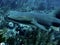 Nurse shark, Belize