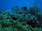 Nurse shark, Belize