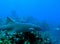 Nurse shark, Belize