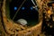 A nurse shark Ginglymostoma cirratum rests inside Kuda Giri wreck