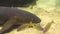 Nurse shark swimming