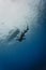 Nurse shark swims underwater parallel to diving boat