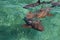 Nurse Sharks Gathering in Expectancy of Bait at Shark Ray Alley off Caye Caulker Island in Belize, Caribbean