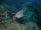 Nurse sharks  like this one found in Flower Garden Banks National Marine Sanctuary