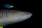 A Nurse Sharks on a NIght Dive at the Maldives