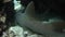 Nurse Sharks Sleeping in Underwater Cave