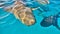 Nurse Sharks: Up Close in Bimini\\\'s Clear Waters