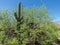 The nurse trees, Saguaro National Park