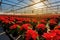 Nursery with blooming Poinsettia plants