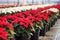 Nursery with blooming Poinsettia plants