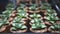 Nursery cactus tree indoor garden