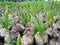 Nursery of coconut trees in Thailand.